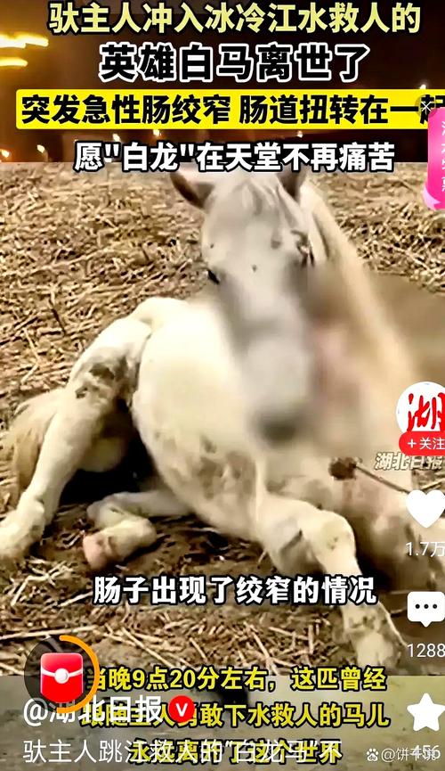 多匹马失温冻死草原,马被冻死